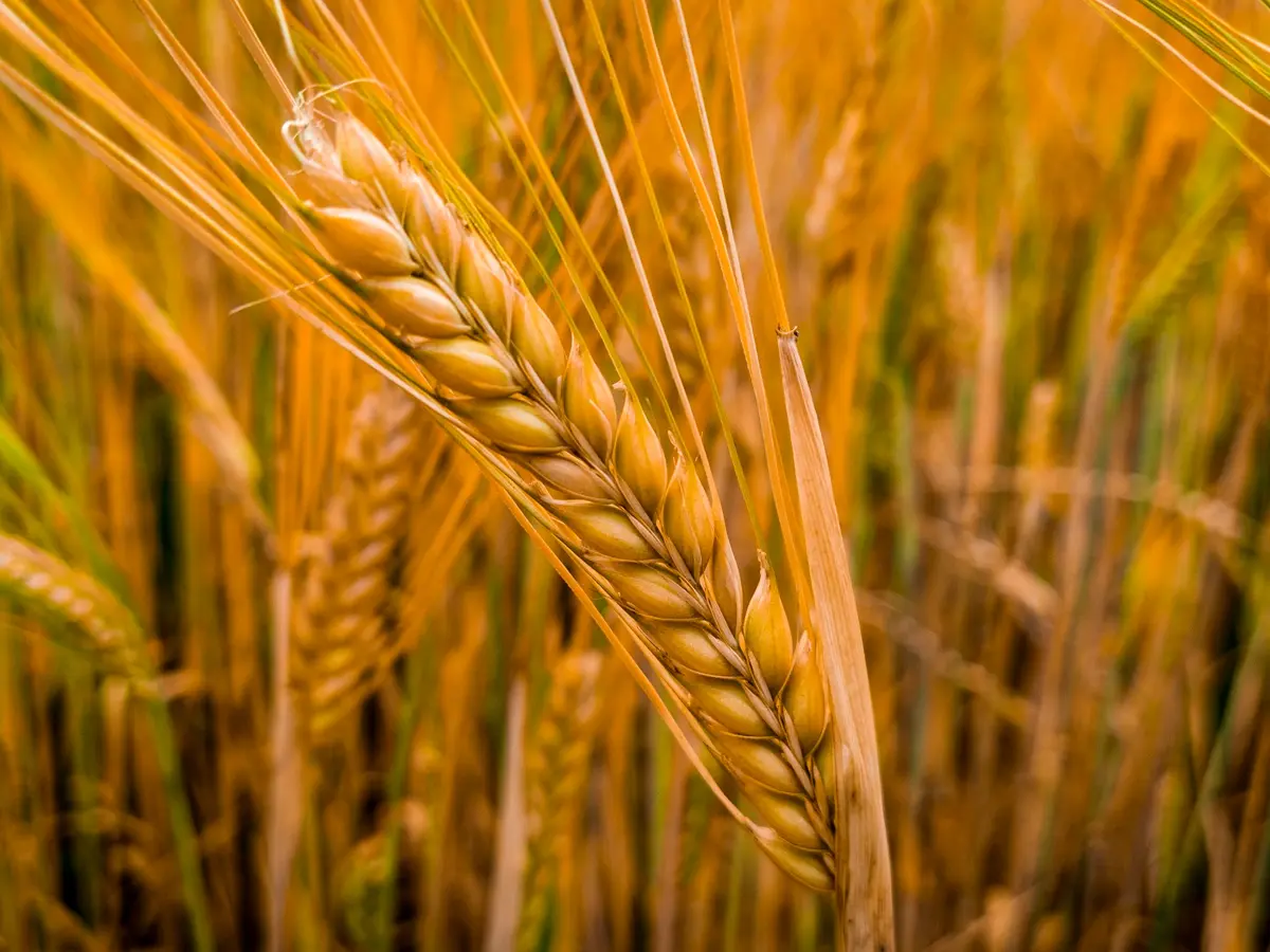 Wheat